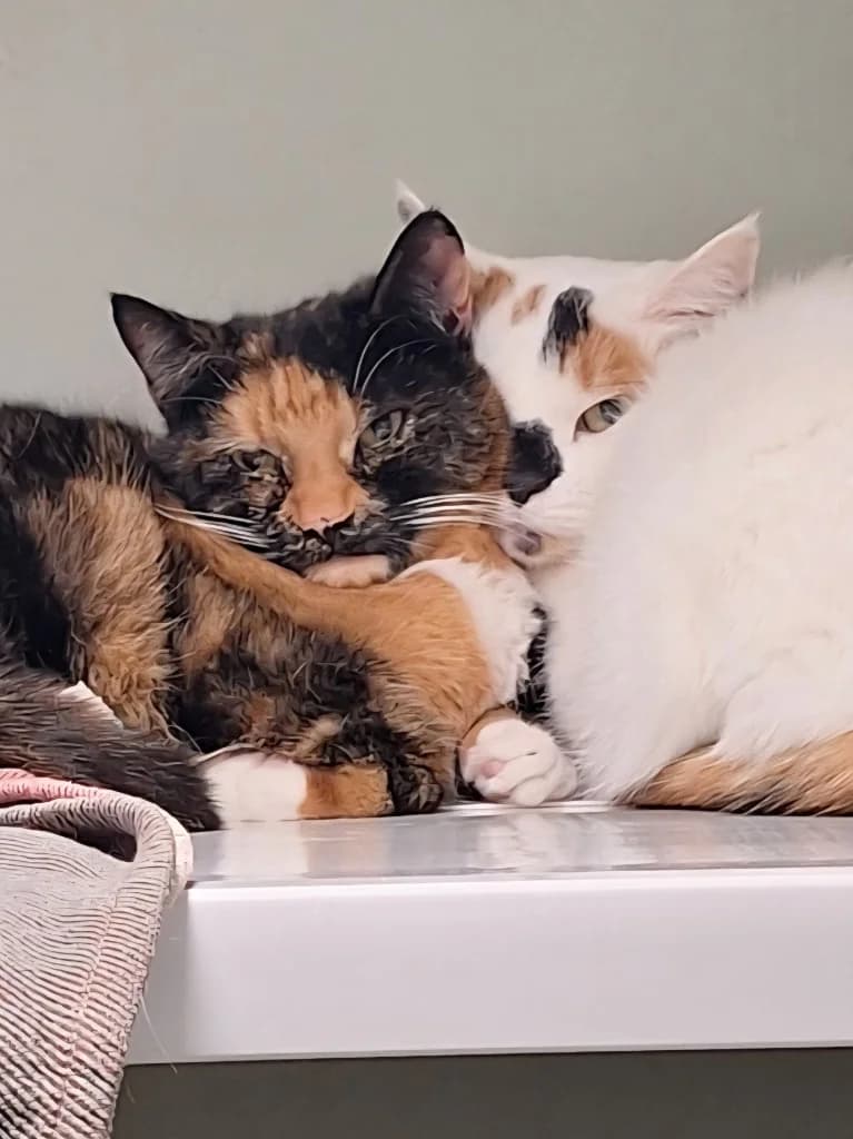 Maggie and Mona, Mixed Breed Cat for adoption at Thornberry Animal Sanctuary