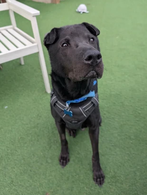 Chase, senior Labrador Retriever for adoption at Thornberry Animal Sanctuary