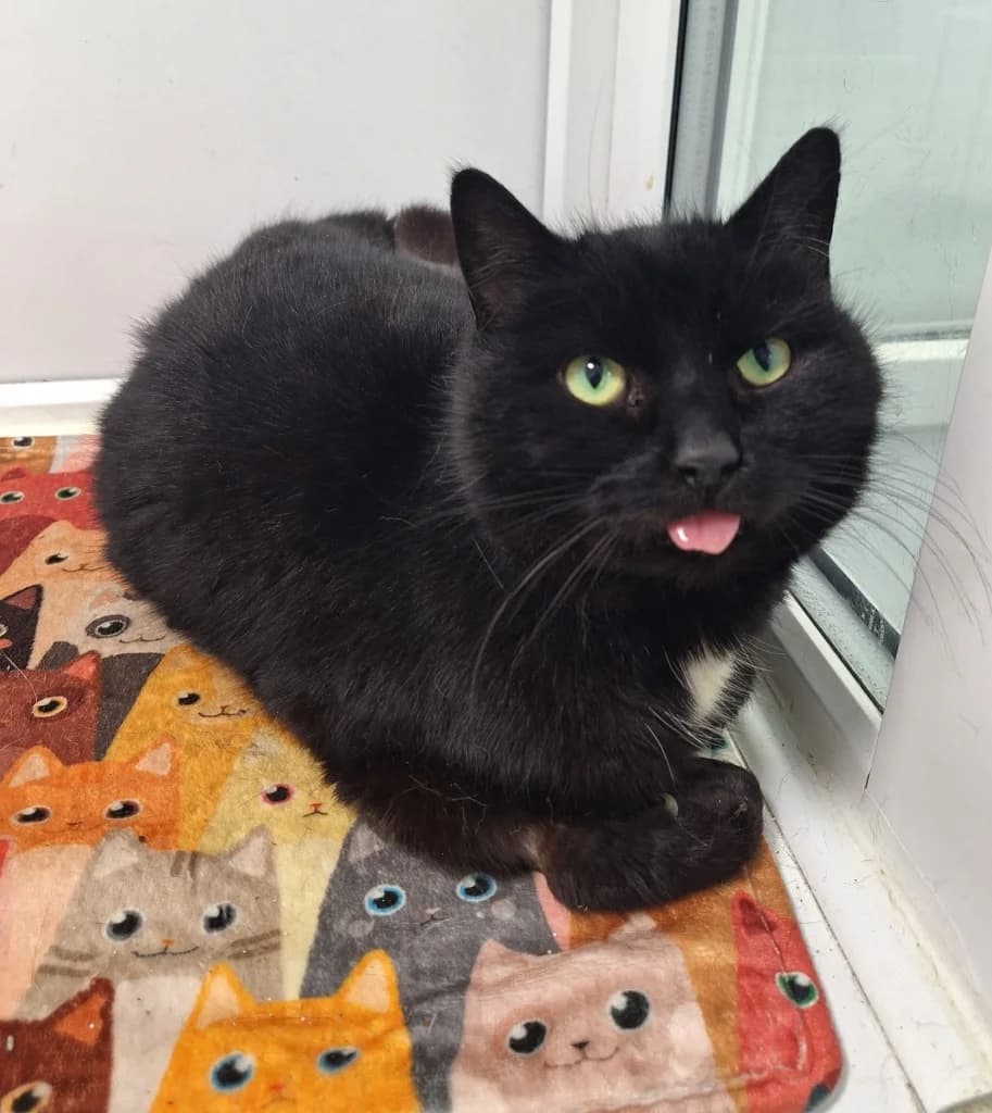 Spice, 7yo Mixed Breed Cat for adoption at Thornberry Animal Sanctuary