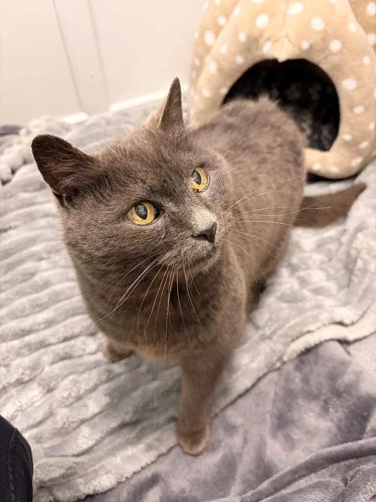 Misty, senior Mixed Breed Cat for adoption at Thornberry Animal Sanctuary