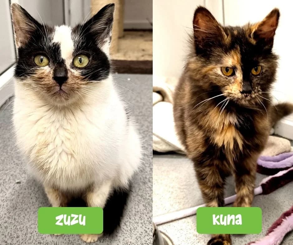 Kuna and Zuzu, puppy Mixed Breed Cat for adoption at Thornberry Animal Sanctuary