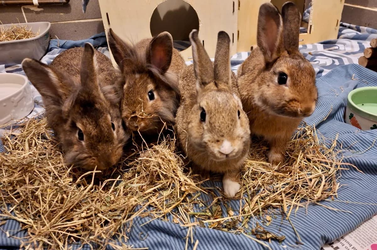 Pride & Prejudice Baby Boys – Bingley, Bennet, Darcy & Wickham, Mixed Breed for adoption at Thornberry Animal Sanctuary