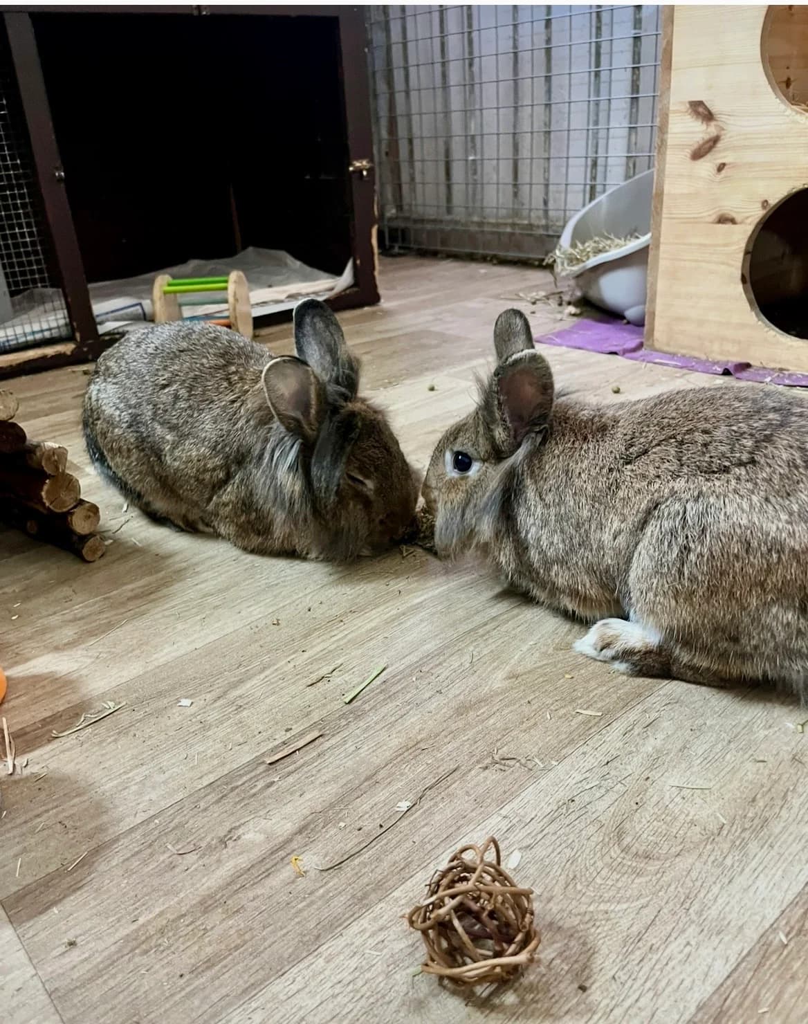 Pride & Prejudice Baby Boys β Bingley & Wickham, Mixed Breed for adoption at Thornberry Animal Sanctuary