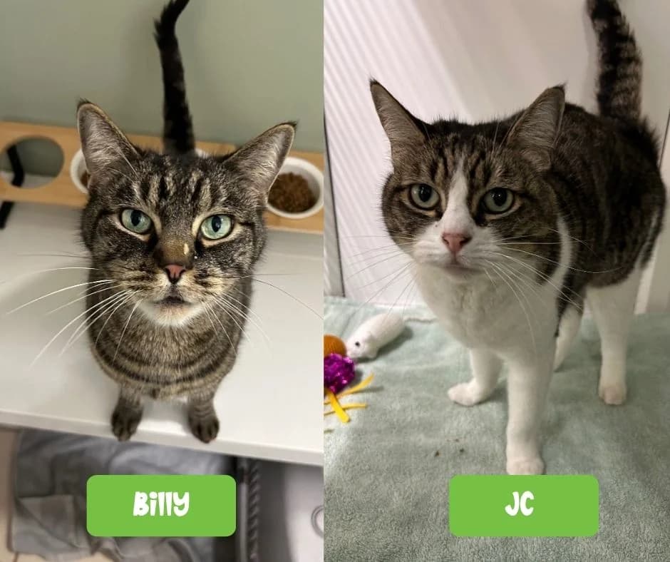 Billy & JC, senior Mixed Breed Cat for adoption at Thornberry Animal Sanctuary