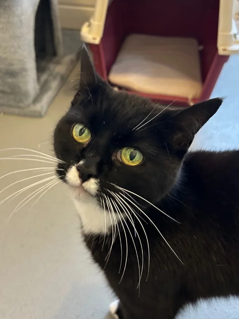 Suzy, senior Mixed Breed Cat for adoption at Thornberry Animal Sanctuary