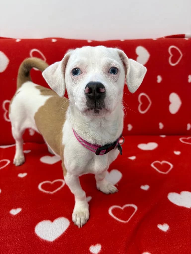Luna, puppy Jack Russell Terrier for adoption at Thornberry Animal Sanctuary