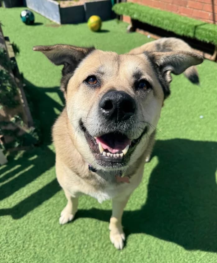 Daphne, 5yo Mixed Breed for adoption at Thornberry Animal Sanctuary