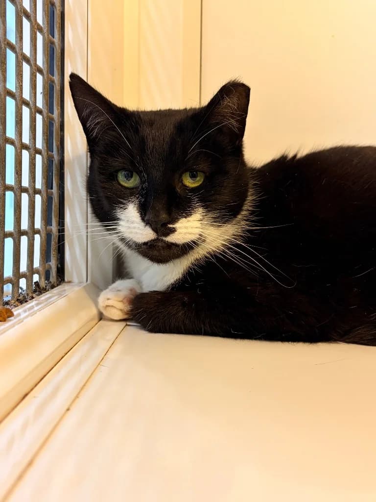 Nancy, 5yo Mixed Breed Cat for adoption at Thornberry Animal Sanctuary