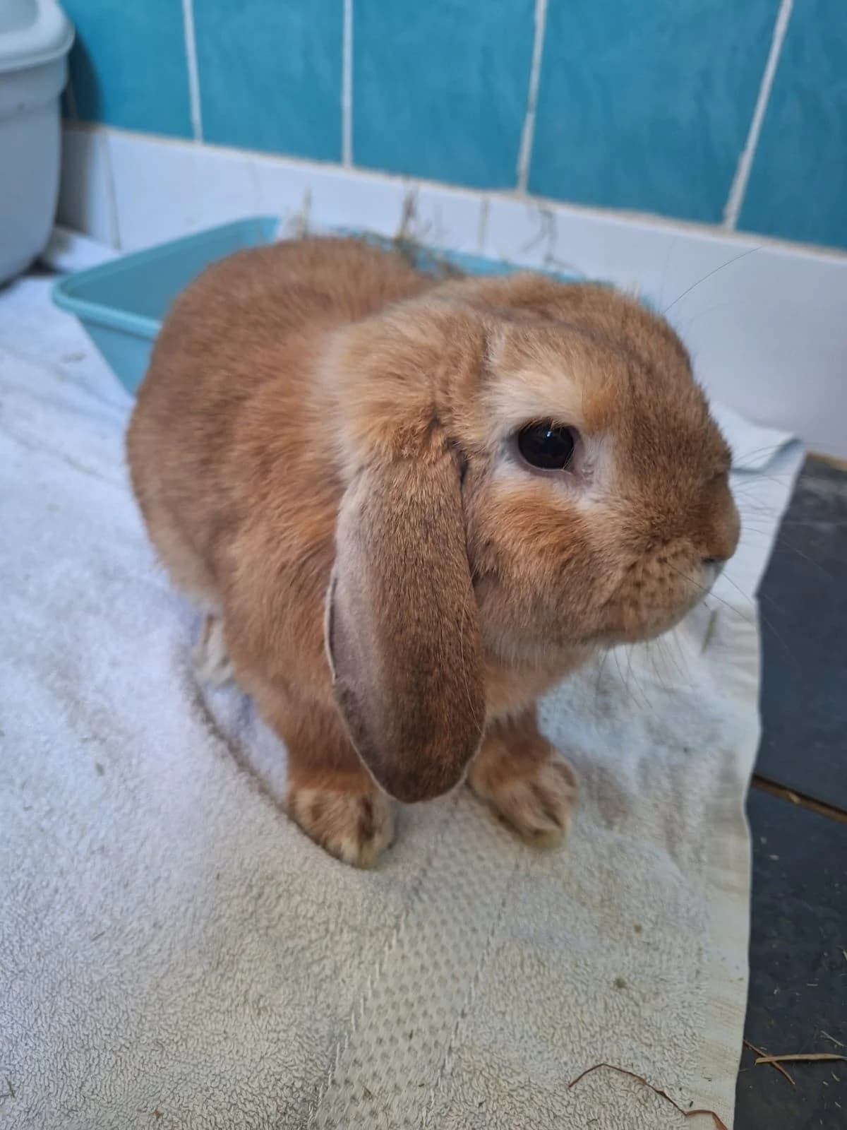 Munch, young mixed breed for adoption at Thornberry Animal Sanctuary
