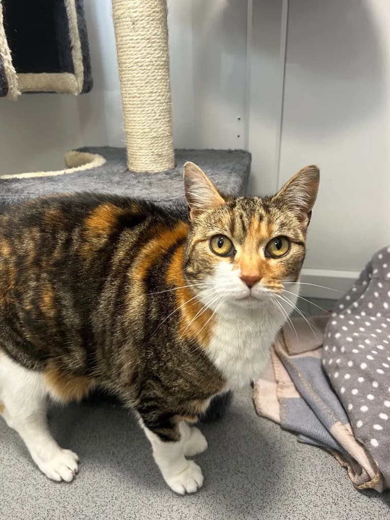 Cinnamon, senior Mixed Breed Cat for adoption at Thornberry Animal Sanctuary