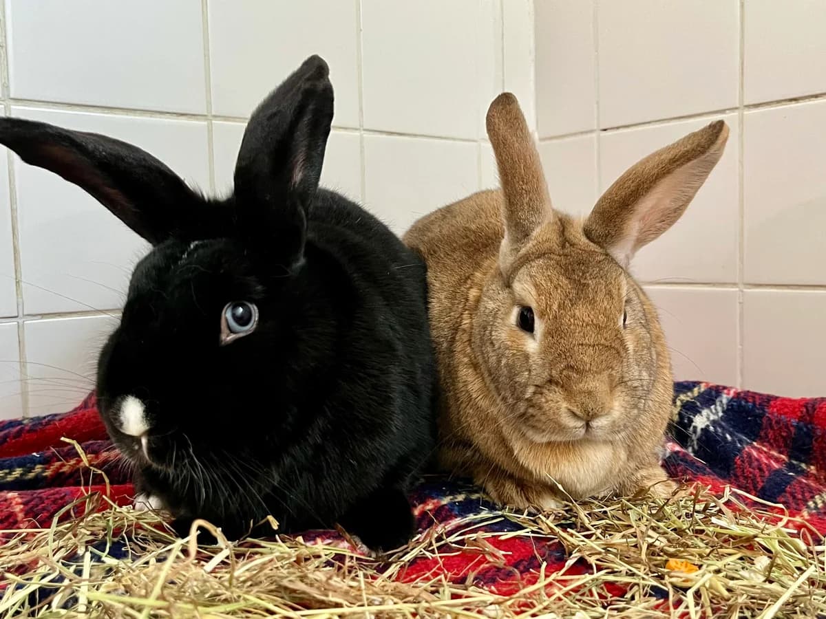 Loki & Luna, 4yo mixed breed for adoption at Thornberry Animal Sanctuary