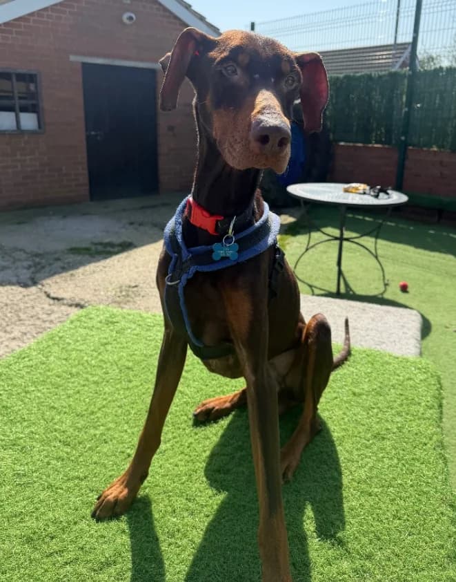Dopey, 7yo Doberman for adoption at Thornberry Animal Sanctuary