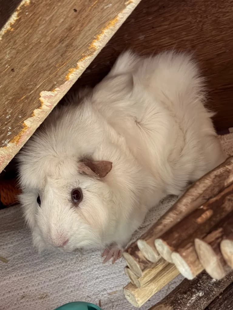 Yeti, young Guinea Pig for adoption at Thornberry Animal Sanctuary