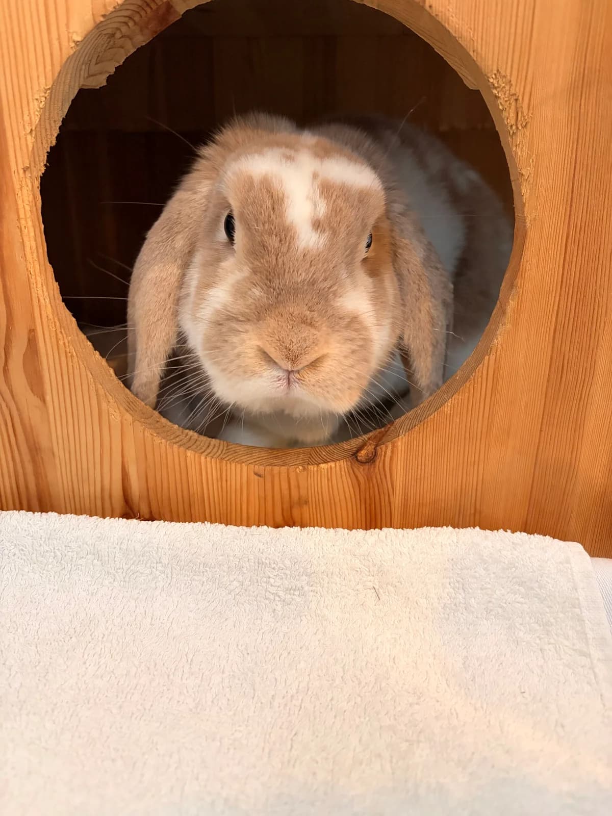 Gilbert, 5yo mixed breed for adoption at Thornberry Animal Sanctuary