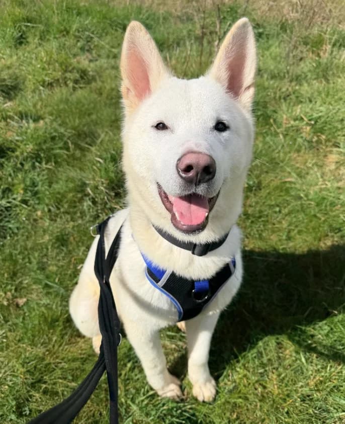 Hachiko, young Akita for adoption at Thornberry Animal Sanctuary