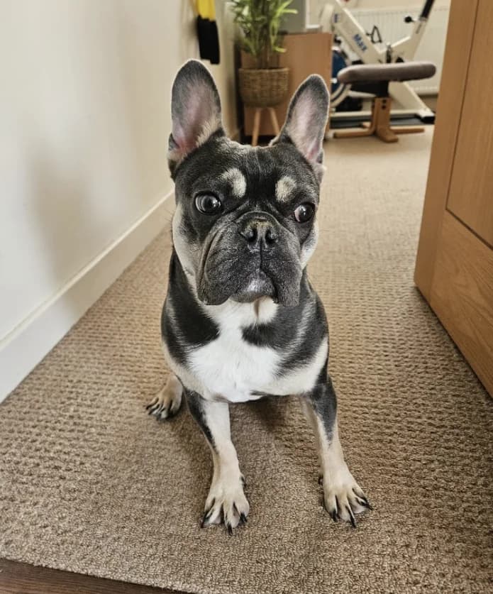 Enzo, young English Bulldog for adoption at Thornberry Animal Sanctuary