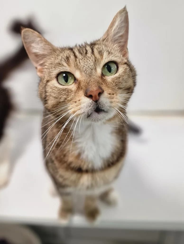 Tiger, 5yo Mixed Breed Cat for adoption at Thornberry Animal Sanctuary