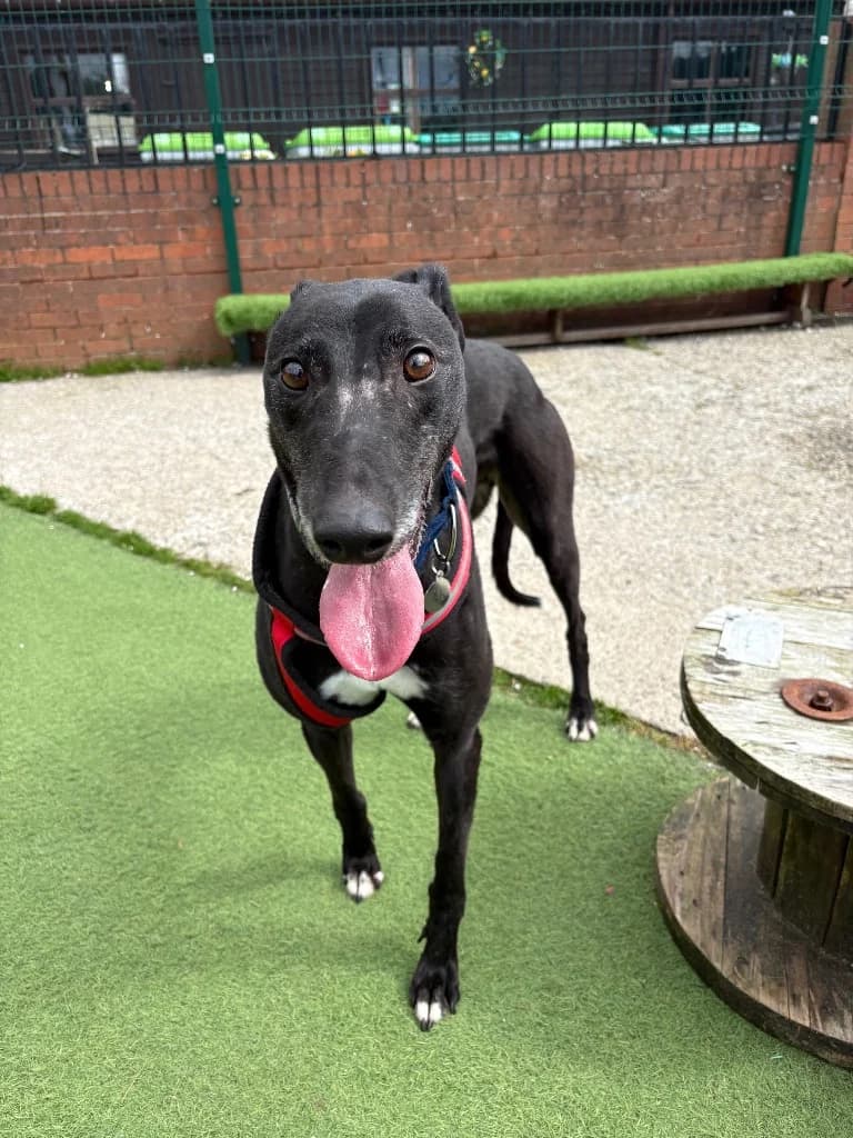 Randy, 5yo Greyhound for adoption at Thornberry Animal Sanctuary