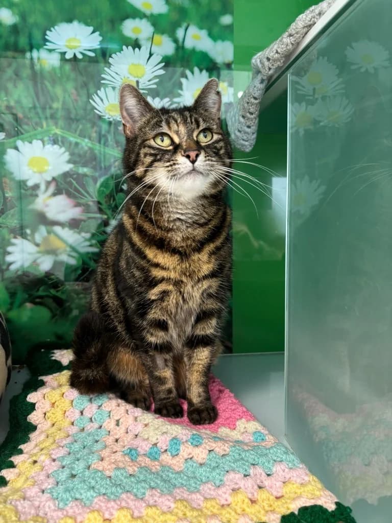 Olive, senior Mixed Breed Cat for adoption at Thornberry Animal Sanctuary
