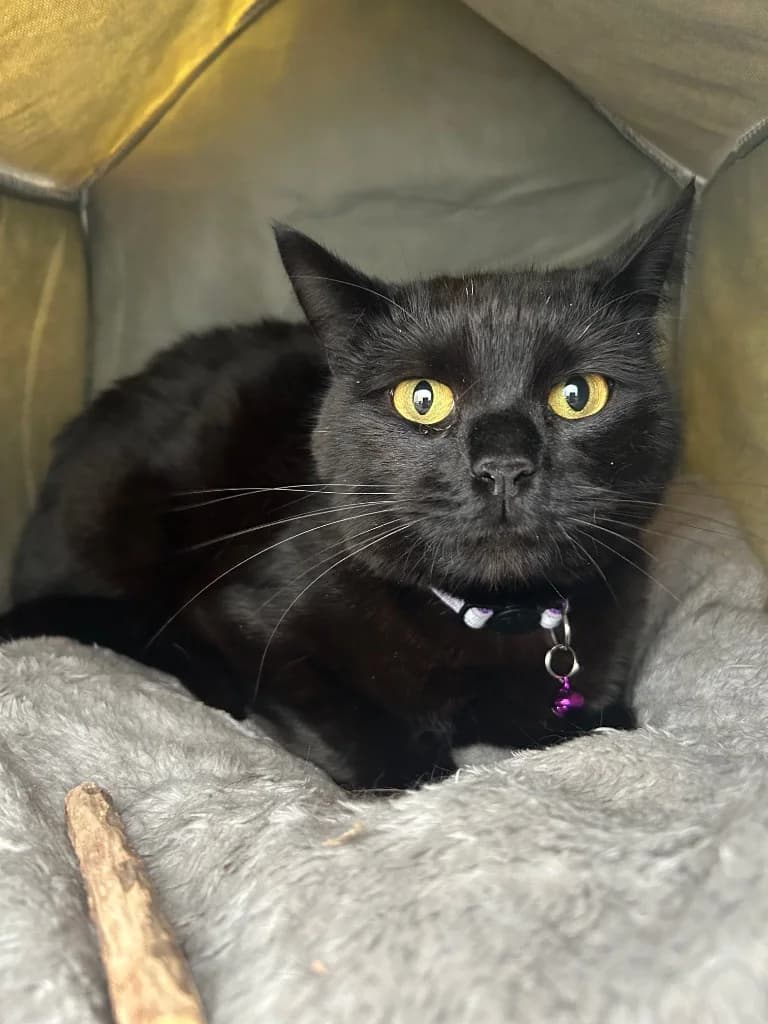 Salem, young Mixed Breed Cat for adoption at Thornberry Animal Sanctuary
