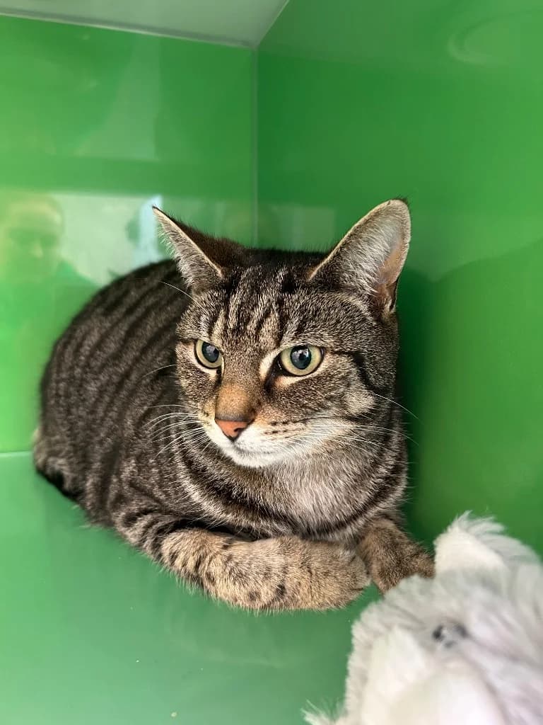 Nyla, 5yo Mixed Breed Cat for adoption at Thornberry Animal Sanctuary
