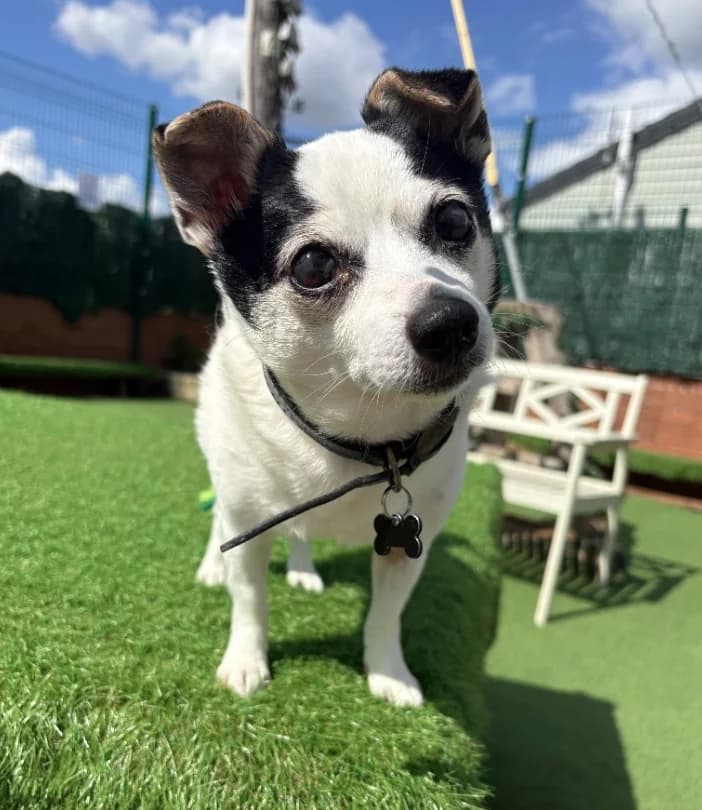 Scully, 6yo Chihuahua for adoption at Thornberry Animal Sanctuary