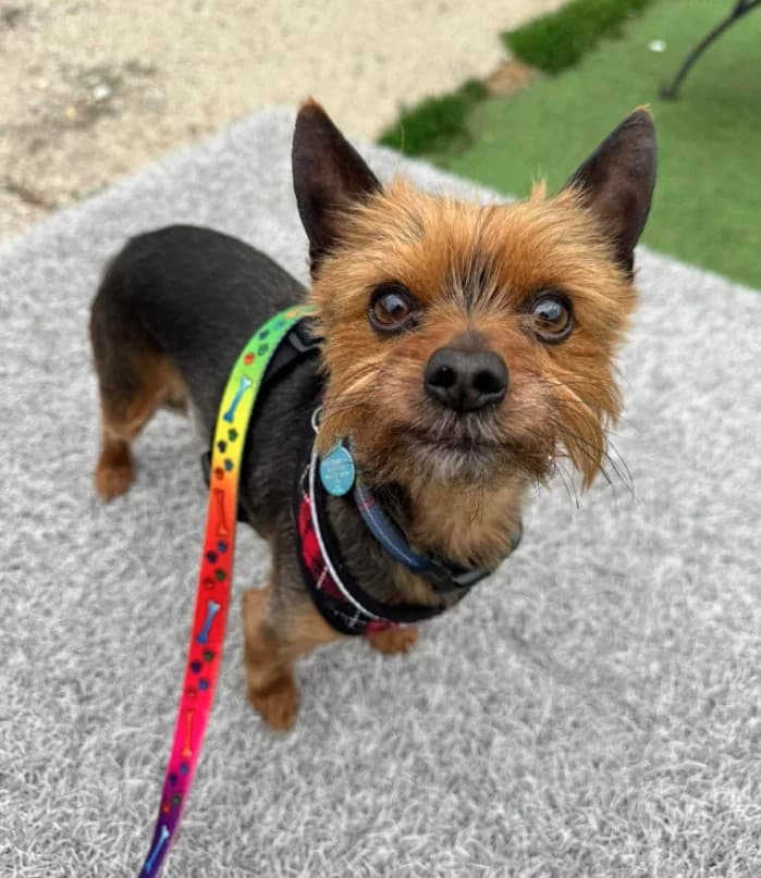 Buddy, 7yo Yorkshire Terrier for adoption at Thornberry Animal Sanctuary