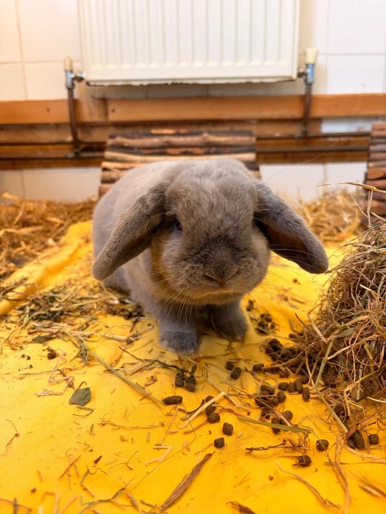 Bun, 3yo mixed breed for adoption at Thornberry Animal Sanctuary
