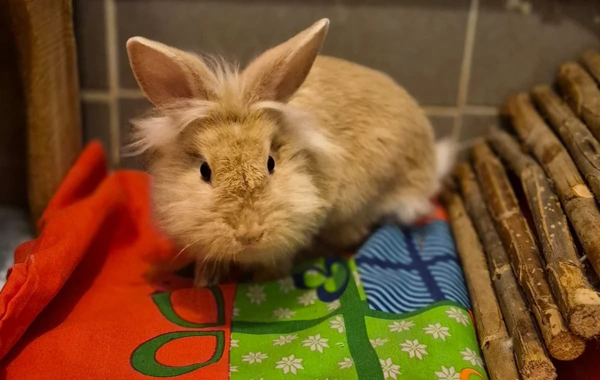 Maple, mixed breed for adoption at Thornberry Animal Sanctuary