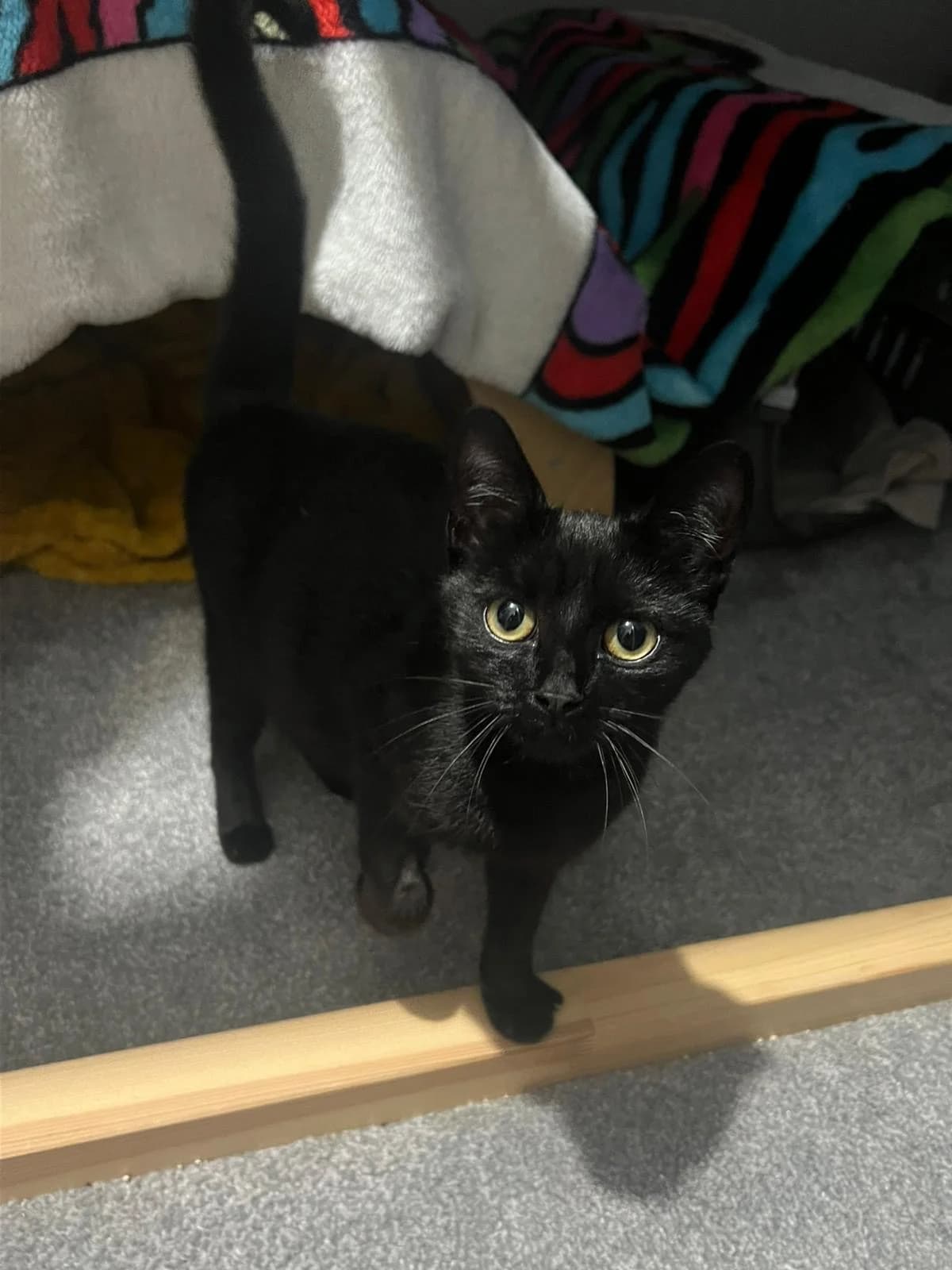 Muffin, puppy Mixed Breed Cat for adoption at Thornberry Animal Sanctuary