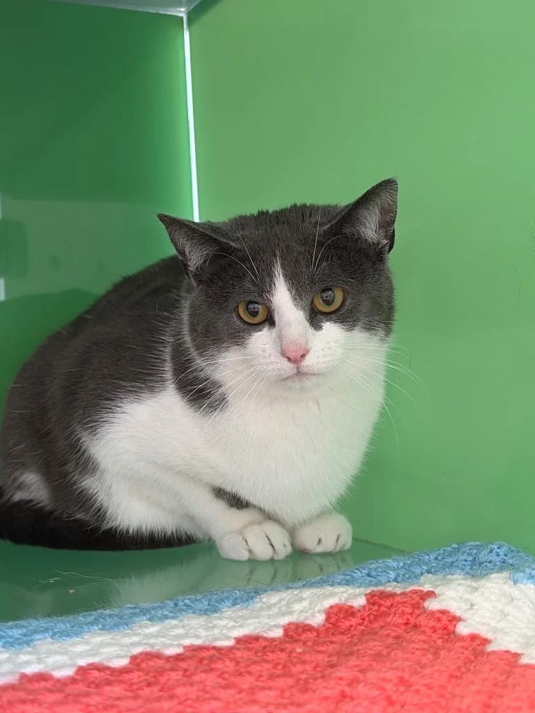Eden, young Mixed Breed Cat for adoption at Thornberry Animal Sanctuary
