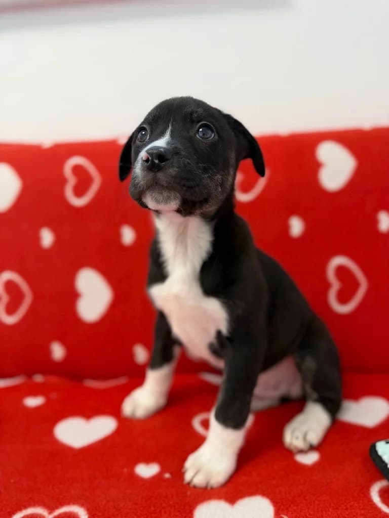 Bob, puppy Akita for adoption at Thornberry Animal Sanctuary
