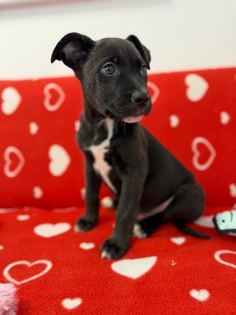 Freddie, puppy Akita for adoption at Thornberry Animal Sanctuary