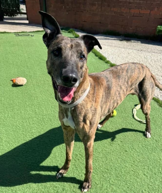 Leo, 6yo Lurcher for adoption at Thornberry Animal Sanctuary