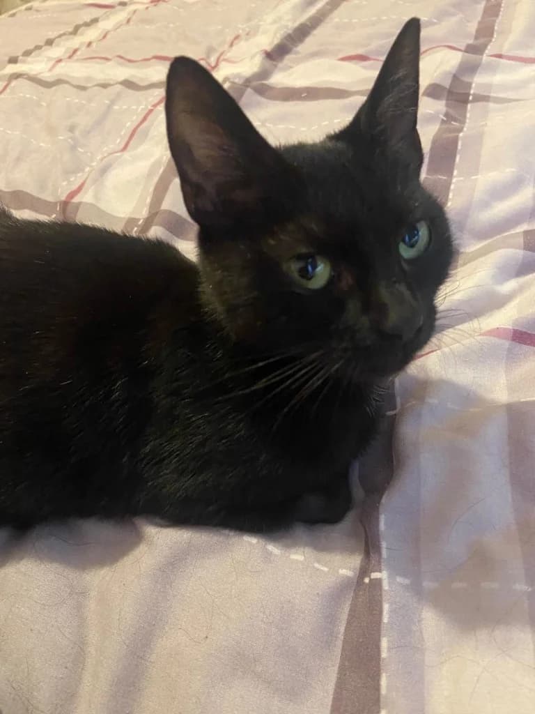 Minnie, young Mixed Breed Cat for adoption at Thornberry Animal Sanctuary