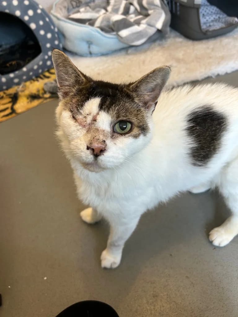 Carlos, senior Mixed Breed Cat for adoption at Thornberry Animal Sanctuary