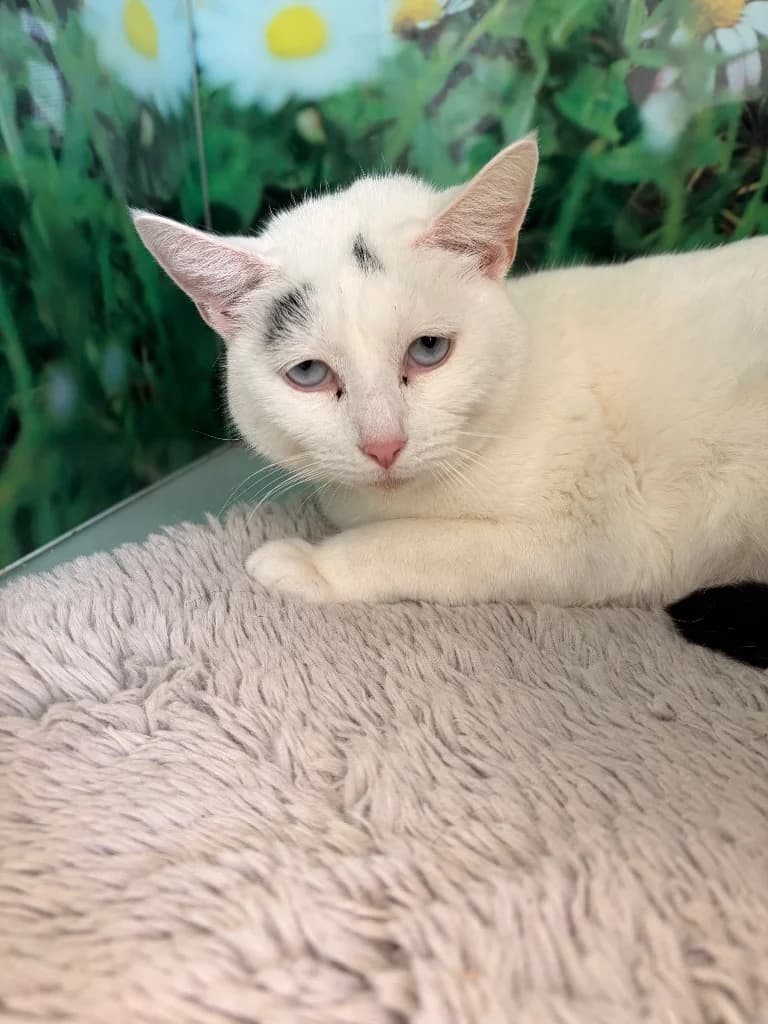 Mochi, young Mixed Breed Cat for adoption at Thornberry Animal Sanctuary