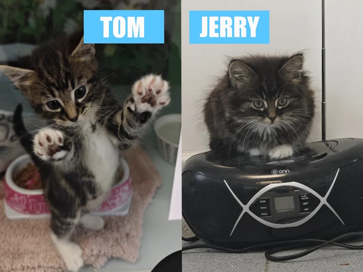 Tom & Jerry, puppy Mixed Breed Cat for adoption at Thornberry Animal Sanctuary