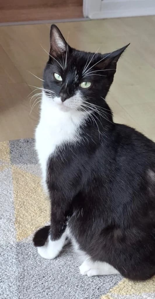 Cora, young Mixed Breed Cat for adoption at Thornberry Animal Sanctuary