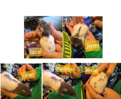 Baby male rats, puppy mixed breed for adoption at Thornberry Animal Sanctuary