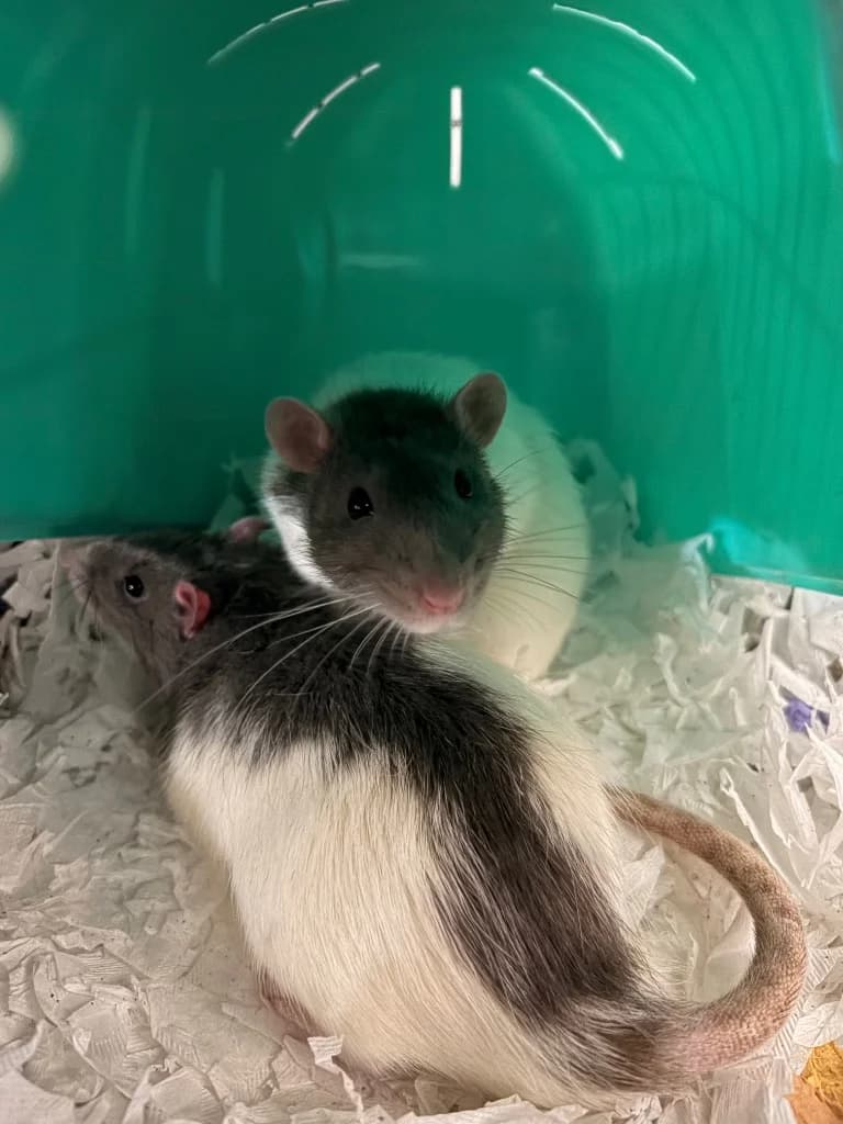 Spot and Stripe, young mixed breed for adoption at Thornberry Animal Sanctuary