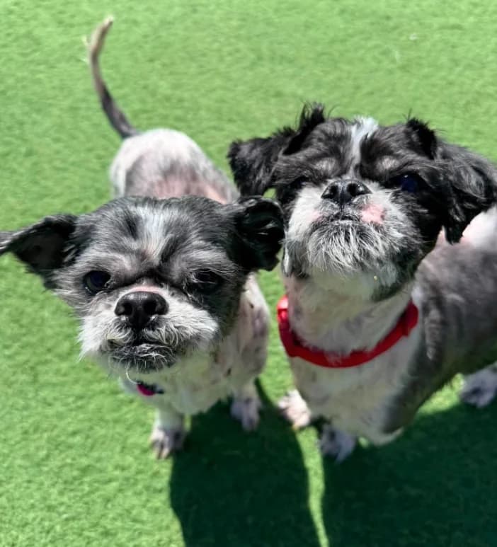 Maisy & Mia, senior Shih Tzu for adoption at Thornberry Animal Sanctuary