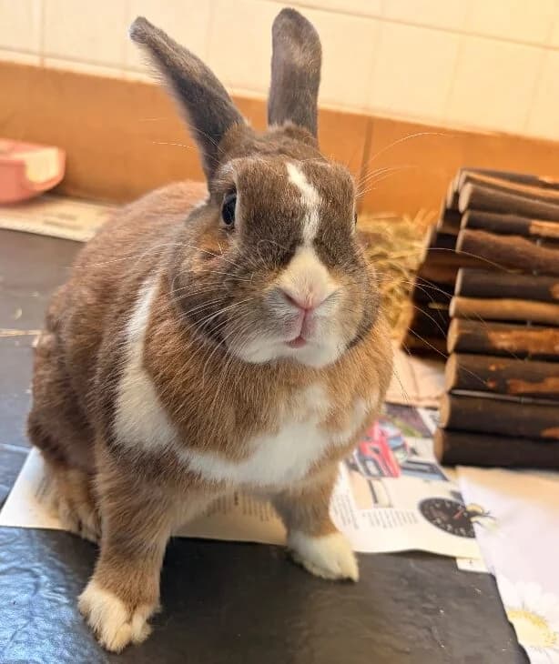 Popcorn, 4yo mixed breed for adoption at Thornberry Animal Sanctuary