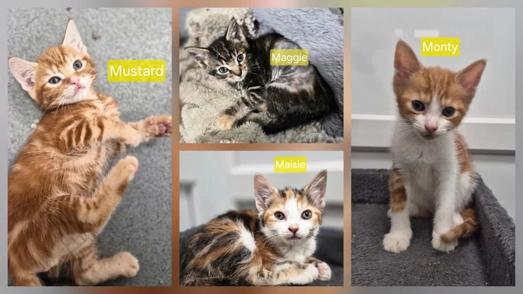 Meme Kittens, puppy Mixed Breed Cat for adoption at Thornberry Animal Sanctuary