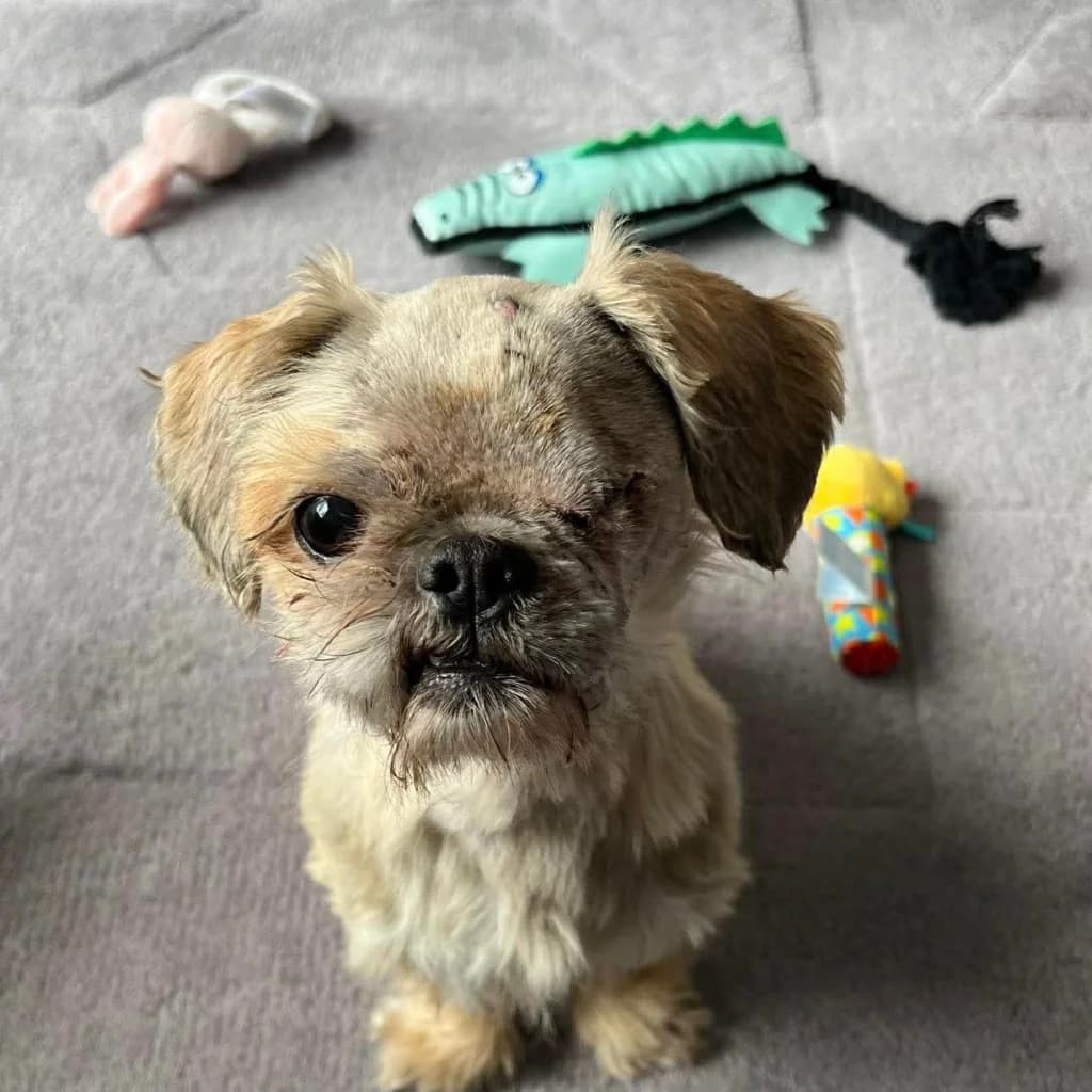 Coco, senior Shih Tzu for adoption at Thornberry Animal Sanctuary