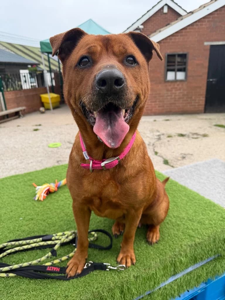 Peaches, 7yo Labrador Retriever for adoption at Thornberry Animal Sanctuary
