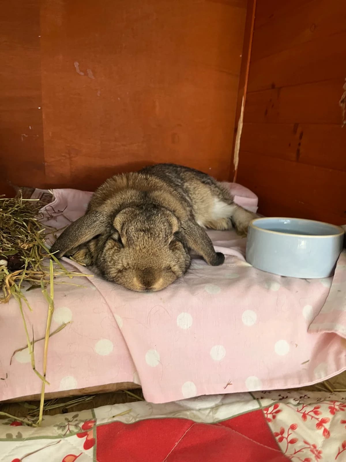 Rusty, 4yo mixed breed for adoption at Thornberry Animal Sanctuary