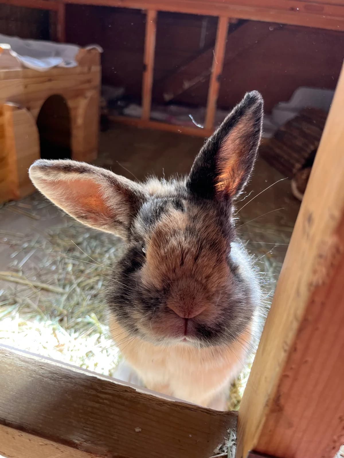 Peanut, 4yo mixed breed for adoption at Thornberry Animal Sanctuary