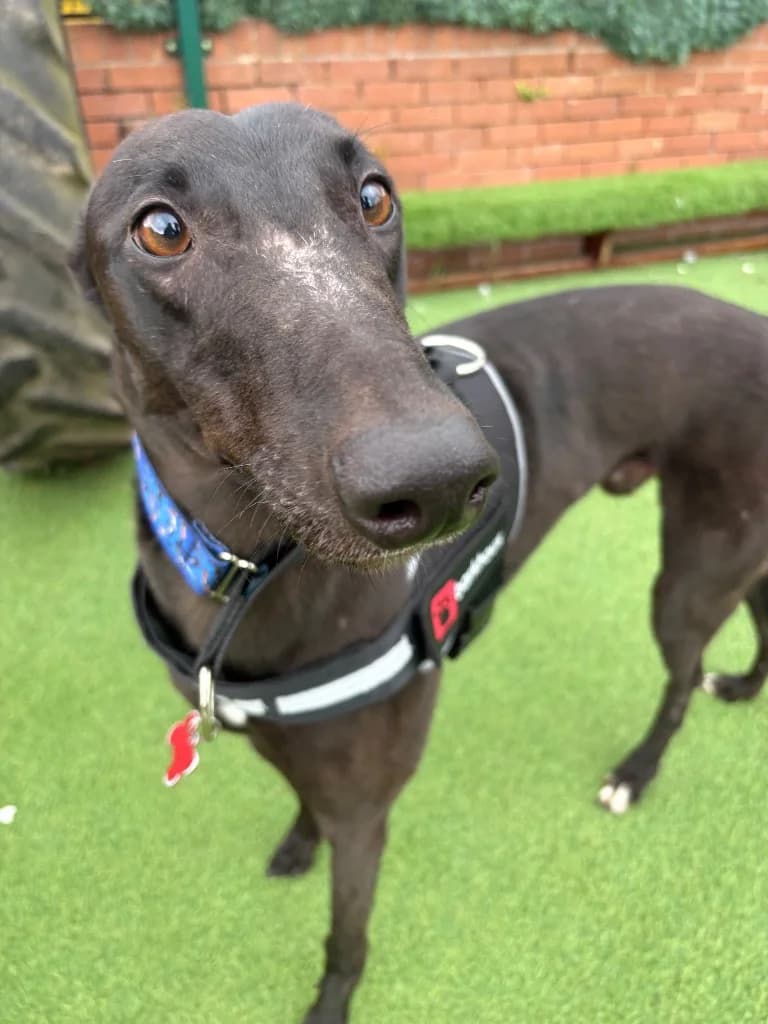 Whippy, 4yo Greyhound for adoption at Thornberry Animal Sanctuary