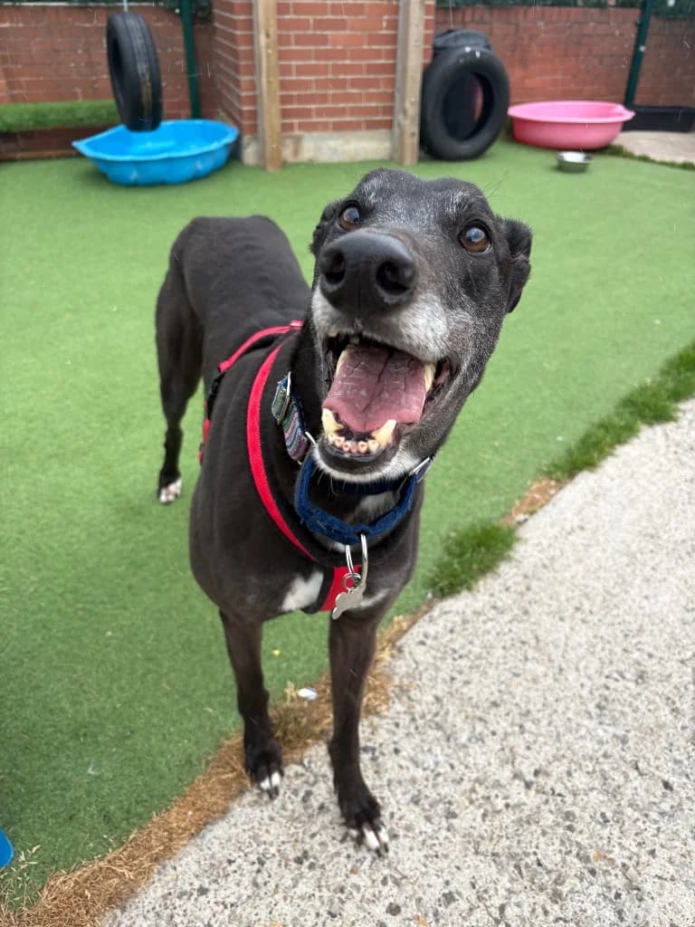 Duke, 6yo Labrador Retriever for adoption at Thornberry Animal Sanctuary